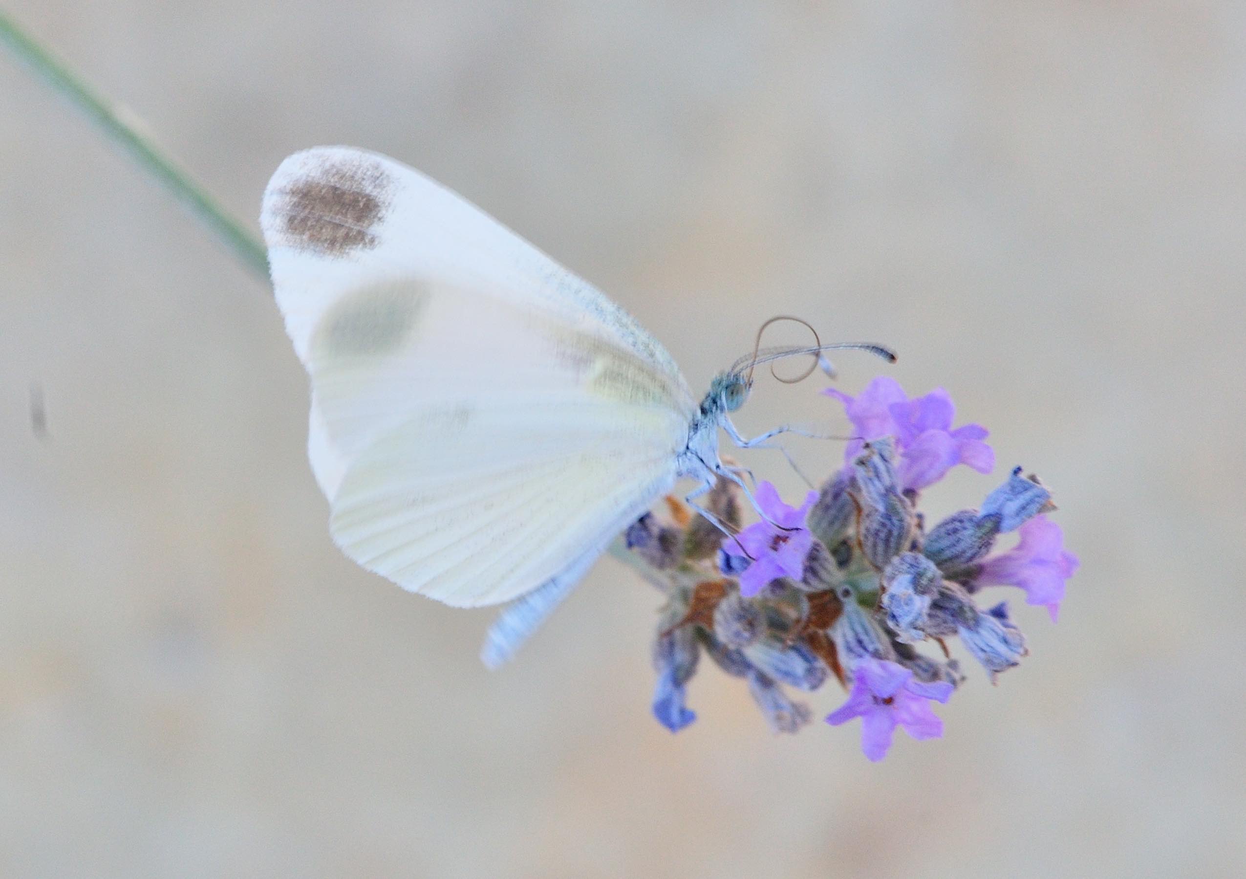 Lepidoptera dell''isola di Lefkada: Ropalocera